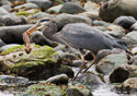 Ardea herodias